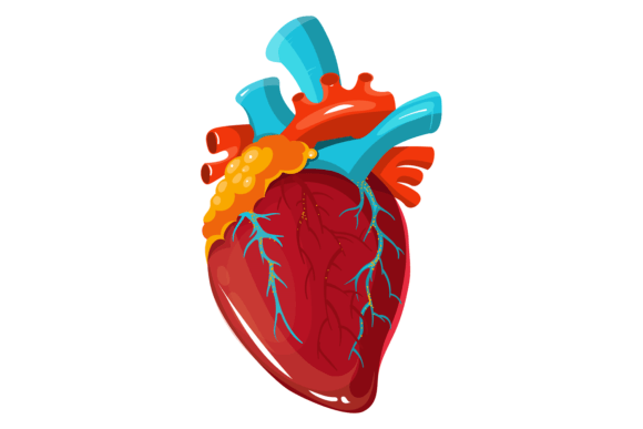 Anatomical Human Heart. Medical Graphics